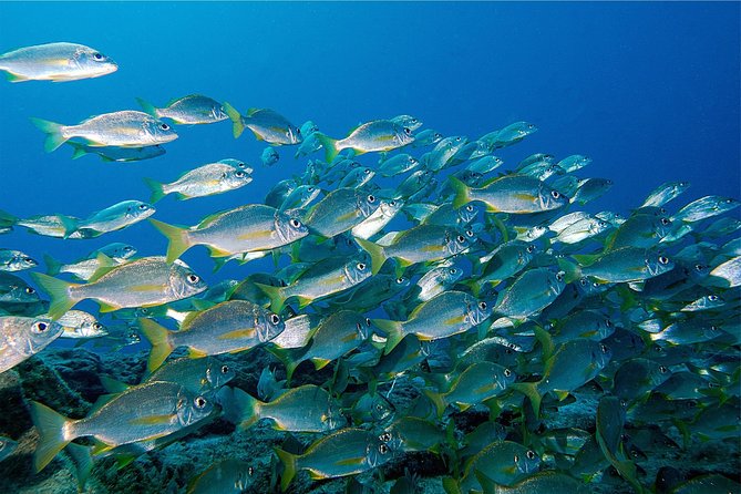 RECREATIONAL DIVE (certified divers only) : Explore Canarian Sealife - Starting in Las Galletas with a small local team