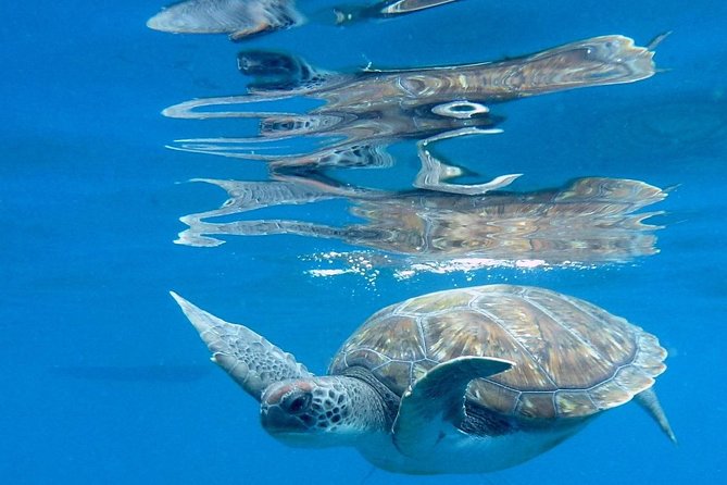 RECREATIONAL DIVE (certified divers only) : Explore Canarian Sealife - Moving on to a second site