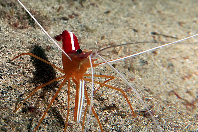 RECREATIONAL DIVE (certified divers only) : Explore Canarian Sealife - What the $114.93 price covers