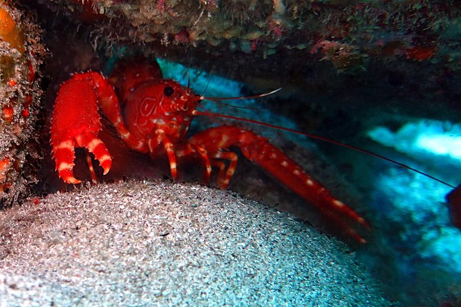 RECREATIONAL DIVE (certified divers only) : Explore Canarian Sealife - Who will get the most from this outing