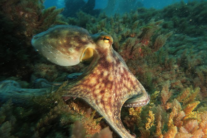 RECREATIONAL DIVE (certified divers only) : Explore Canarian Sealife - Practical planning before you book
