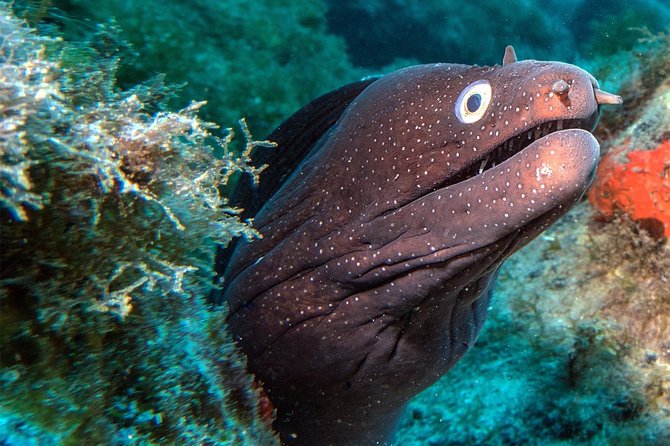 RECREATIONAL DIVE (certified divers only) : Explore Canarian Sealife - Choosing a site from more than 15 options