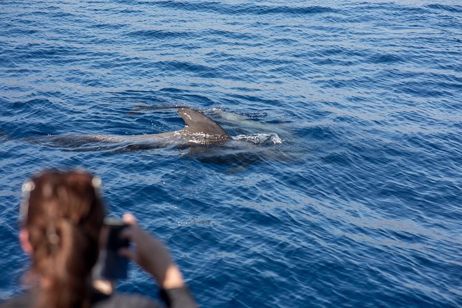Royal Delfin - 2Hour Sustainable Dolphin & Whale Watching Mini Cruise - Seasickness is the serious drawback