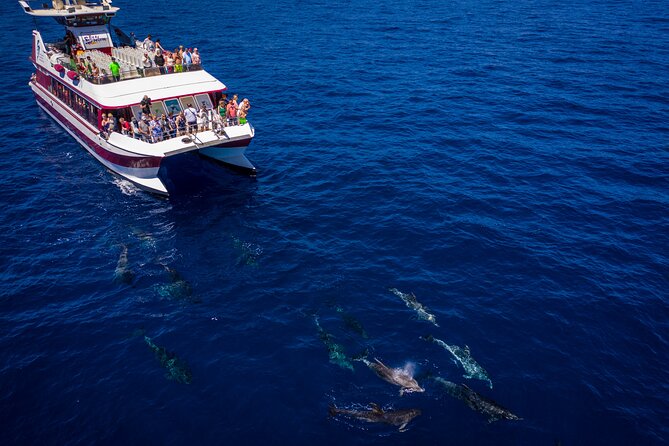 Royal Delfin - 2Hour Sustainable Dolphin & Whale Watching Mini Cruise - Searching for pilot whales and dolphins