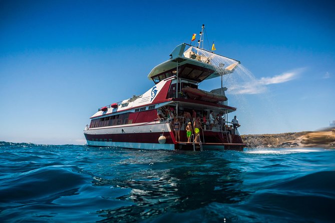 Royal Delfin 3H Dolphin & Whale Watching! Swimming & Lunch! - Watching Tenerife’s whales and dolphins offshore