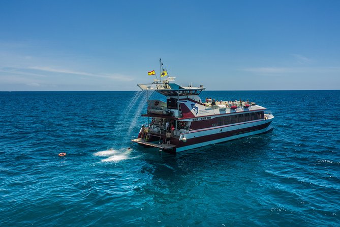 Royal Delfin 3H Dolphin & Whale Watching! Swimming & Lunch! - Practical details that affect the day