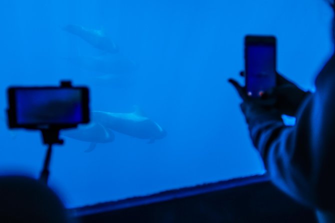 Royal Delfin 3H Dolphin & Whale Watching! Swimming & Lunch! - The 16 underwater windows and viewing choices