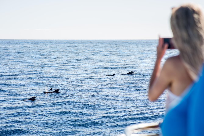 Royal Delfin - 4'5H Dolphin & Whale Watching - Los Gigantes Masca - Lunch & Swim - What makes this Tenerife cruise worth considering