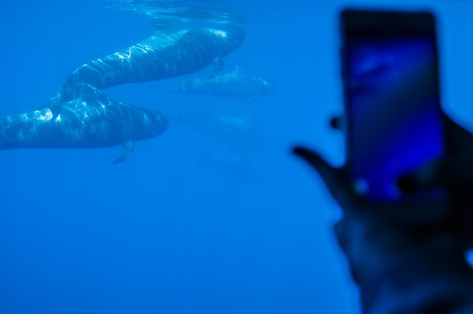 Royal Delfin - 4'5H Dolphin & Whale Watching - Los Gigantes Masca - Lunch & Swim - Music, crew, and the onboard mood