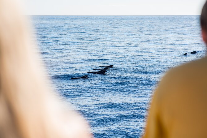 Royal Delfin - 4'5H Dolphin & Whale Watching - Los Gigantes Masca - Lunch & Swim - The coast from Costa Adeje to Los Gigantes