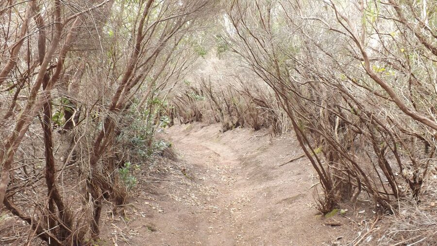 Santa Cruz de Tenerife: 2-Hour Hiking Tour in Anaga Forest - Walking into Anaga’s ancient forest