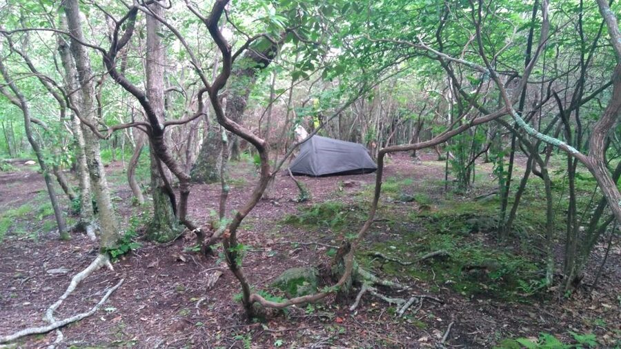 Santa Cruz de Tenerife: 2-Hour Hiking Tour in Anaga Forest - What to wear and what to expect from the weather