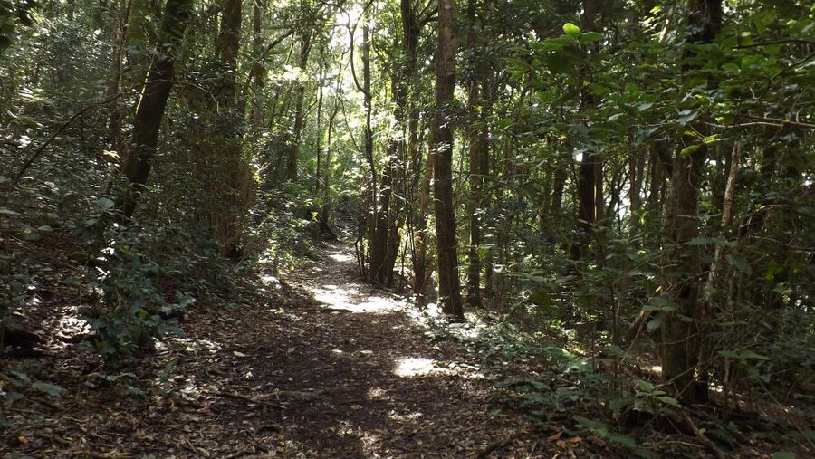 Santa Cruz de Tenerife: 2-Hour Hiking Tour in Anaga Forest - Who will enjoy this Anaga walk?