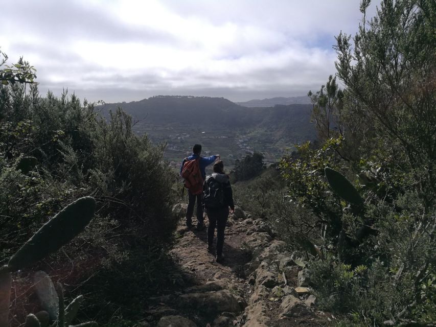 Santa Cruz de Tenerife: 2-Hour Hiking Tour in Anaga Forest - Should you book the Anaga Forest hike?