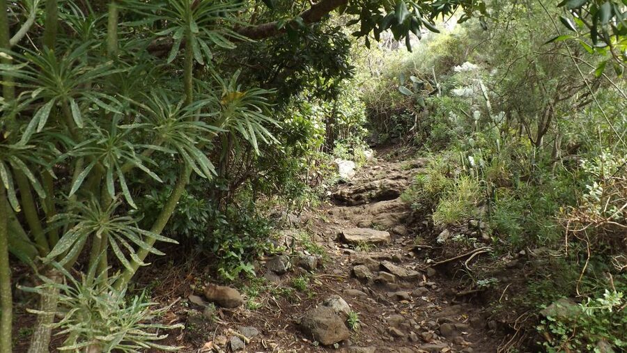 Santa Cruz de Tenerife: 2-Hour Hiking Tour in Anaga Forest - FAQ