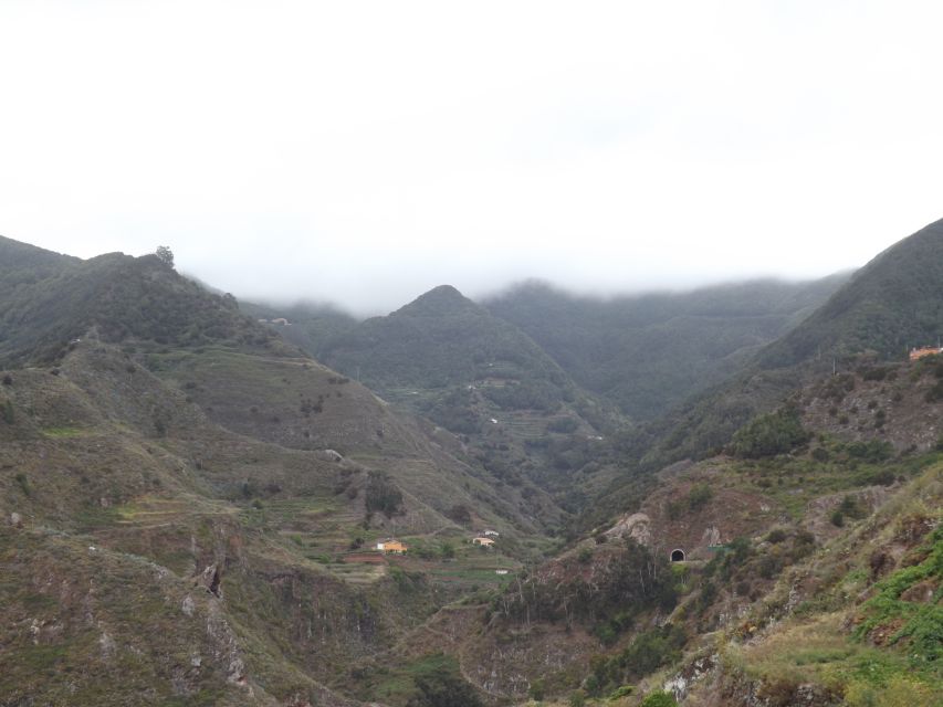 Santa Cruz de Tenerife: 2-Hour Hiking Tour in Anaga Forest - Laurel trees, rare plants, and a separate world