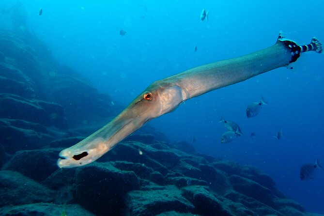 Scuba Adventure – 2 Guided Dives from Our Boat in Tenerife - Starting at 8:30 am in Callao Salvaje