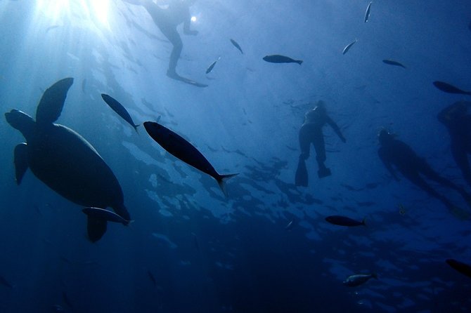 Scuba Adventure – 2 Guided Dives from Our Boat in Tenerife - The first 40 to 50 minute underwater session