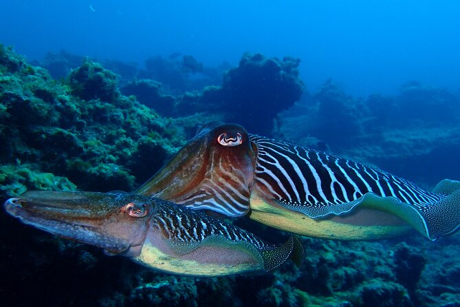 Scuba Adventure – 2 Guided Dives from Our Boat in Tenerife - The second session and changing site conditions