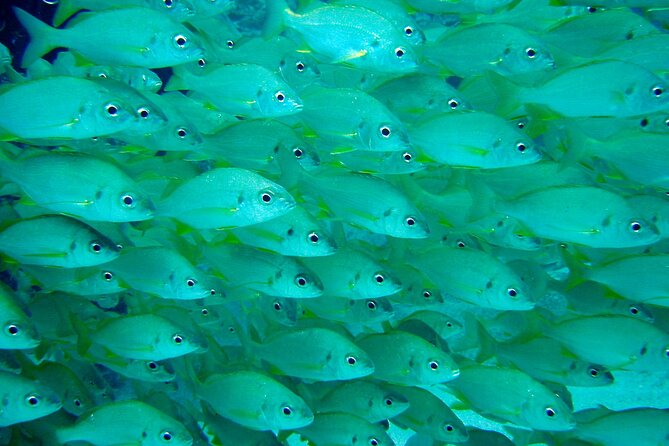 Scuba Adventure – 2 Guided Dives from Our Boat in Tenerife - What the staff approach means for you
