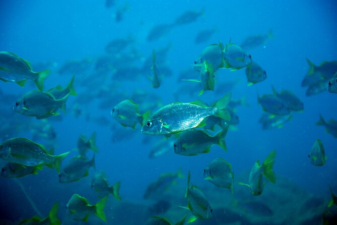 Scuba Adventure – 2 Guided Dives from Our Boat in Tenerife - Price, equipment, and the true cost
