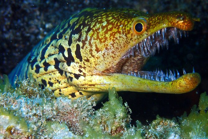 Scuba Adventure – 2 Guided Dives from Our Boat in Tenerife - Who will get the most from this outing