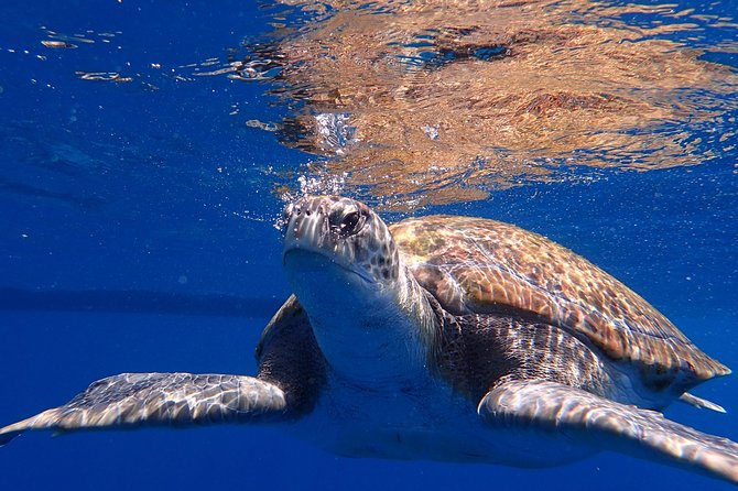 Scuba Adventure – 2 Guided Dives from Our Boat in Tenerife - Returning to the marina between sessions