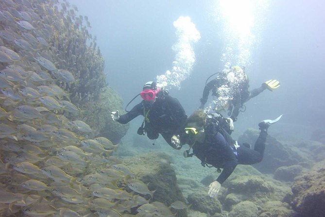 Scuba Diving Beginner's Session in Costa Adeje - Beach entry, visibility, and what you may see