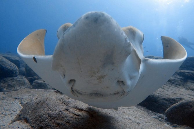 Scuba Diving for Certified Divers in Costa Adeje - Key things to know before booking