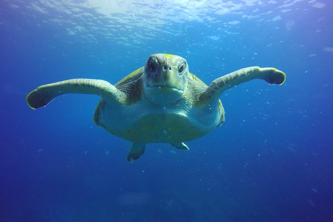 Scuba Diving for Certified Divers in Costa Adeje - Starting at Travel Sub in Costa Adeje