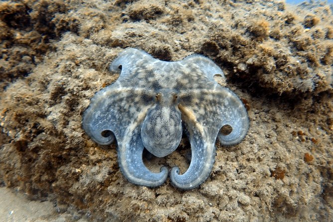 Scuba Diving for Certified Divers in Costa Adeje - What you may see underwater