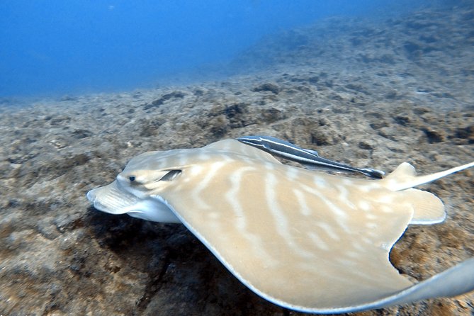 Scuba Diving for Certified Divers in Costa Adeje - Who should book this Costa Adeje outing?