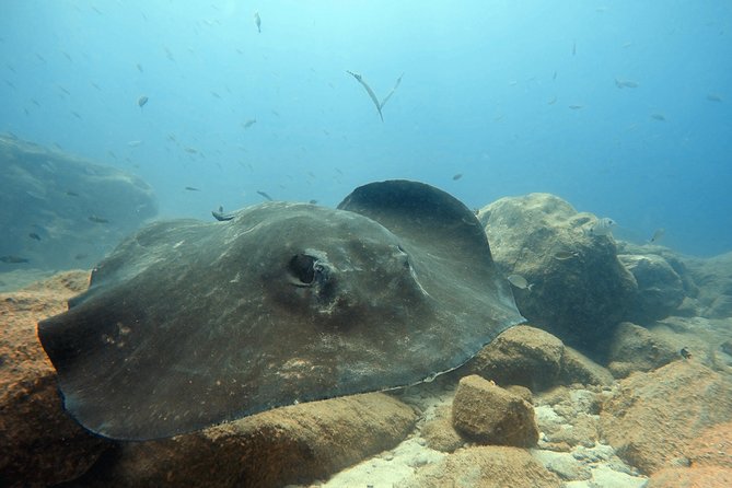 Scuba Diving for Certified Divers in Costa Adeje - What the speedboat adds