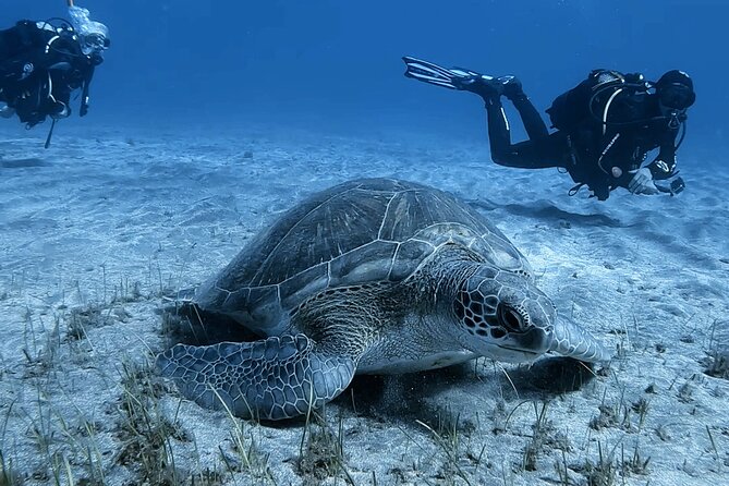 Scuba Experience in Tenerife with Guide - Who should book this experience
