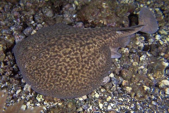Scuba Night Dive on Tenerife - What happens at Scubanana Dive Center