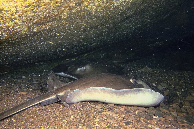 Scuba Night Dive on Tenerife - Timing, transport, and practical planning