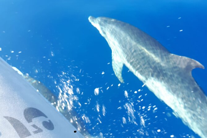 SEA SAFARI Dolphins, Whales, 3h speedboat DISCOVERY-TOUR - Setting out from Puerto Colón