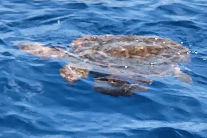 SEA SAFARI Dolphins, Whales, 3h speedboat DISCOVERY-TOUR - Swimming, snorkeling, and the BladeFish