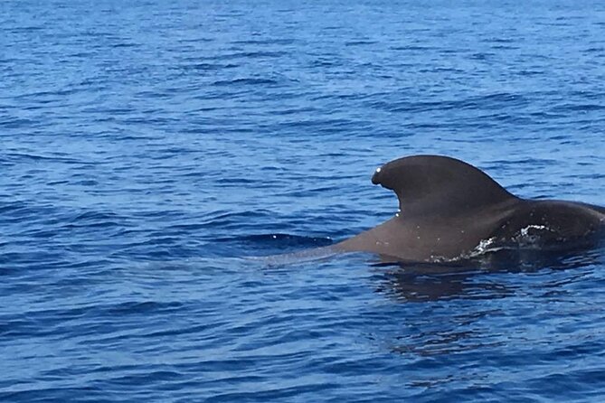 SEA SAFARI Dolphins, Whales, 3h speedboat DISCOVERY-TOUR - Who will enjoy this speedboat trip?