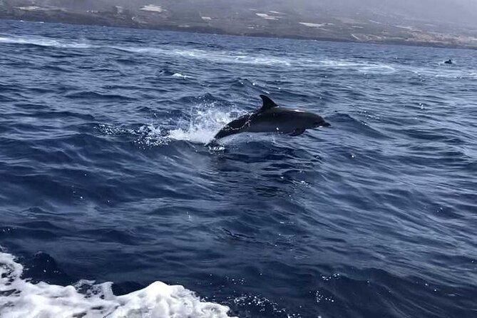 SEA SAFARI Dolphins,Whales, snorkeling, snack, drink, 3h private - A closer look at the South Tenerife safari