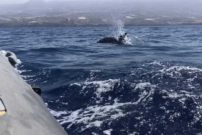 SEA SAFARI Dolphins,Whales, snorkeling, snack, drink, 3h private - What the boat ride is really like