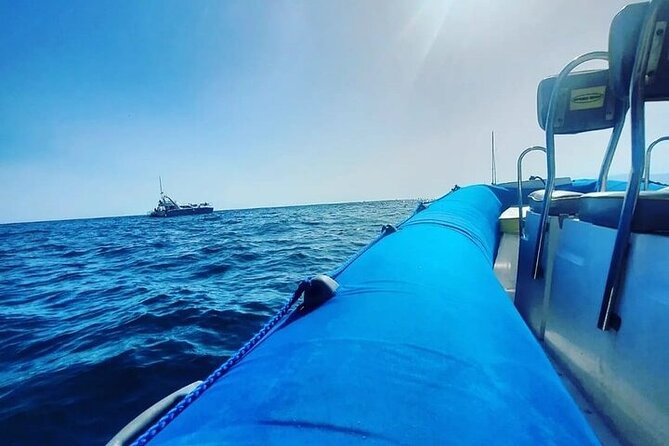 SEA SAFARI Dolphins,Whales, snorkeling, snack, drink, 3h private - Who will get the most from this safari