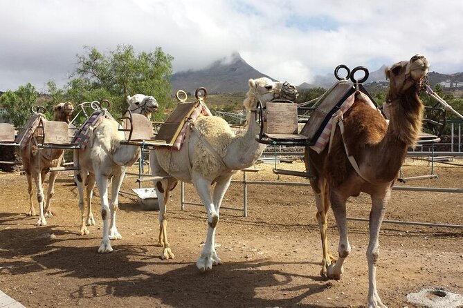 Skip the Line: Camel Park Tenerife Ticket - Key points to know before you book