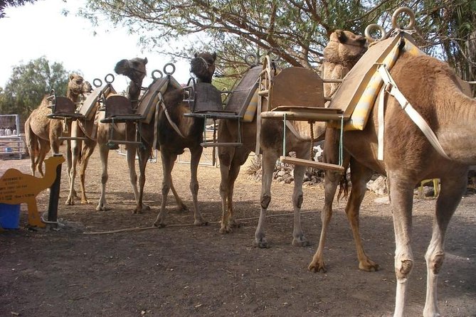 Skip the Line: Camel Park Tenerife Ticket - Meeting the camels instead of the beach