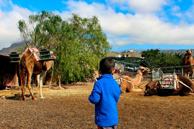 Skip the Line: Camel Park Tenerife Ticket - The small farm and photography exhibit