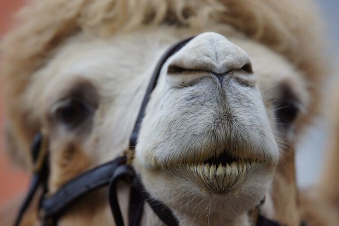 Skip the Line: Camel Park Tenerife Ticket - Why the priority entry matters