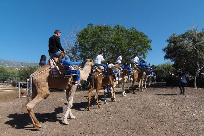 Skip the Line: Camel Park Tenerife Ticket - Pickup, transport, and opening hours