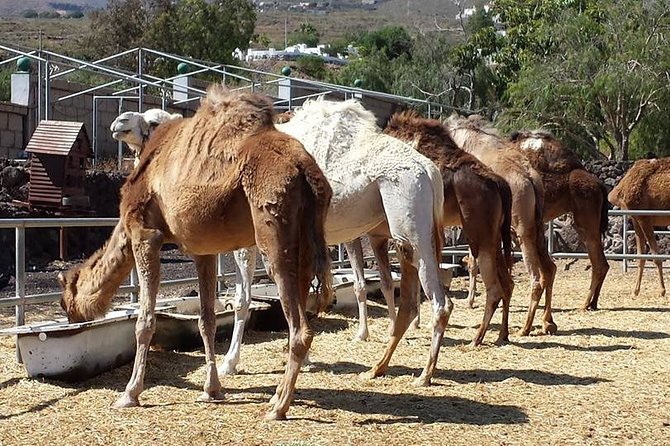 Skip the Line: Camel Park Tenerife Ticket - Is $12 good value?
