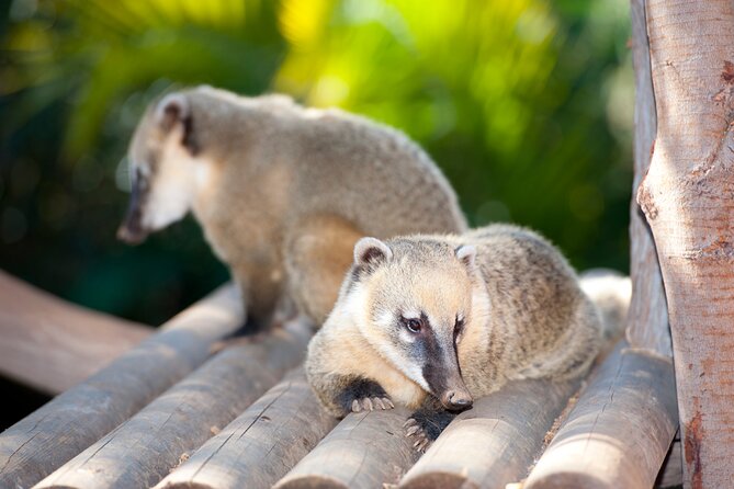 Skip the Line: Jungle Park Tenerife Entrance Ticket - What your six-hour visit looks like