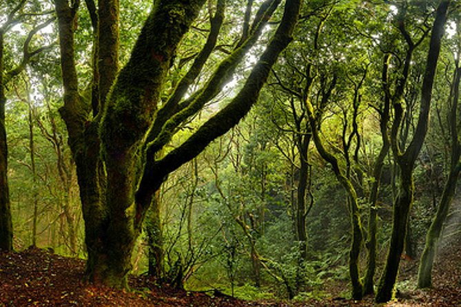 Small Group Guided Hiking in Anaga Rural Park in Tenerife - What the small group changes